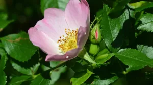 Joanna Boisse Rosa canina 1024x683 1