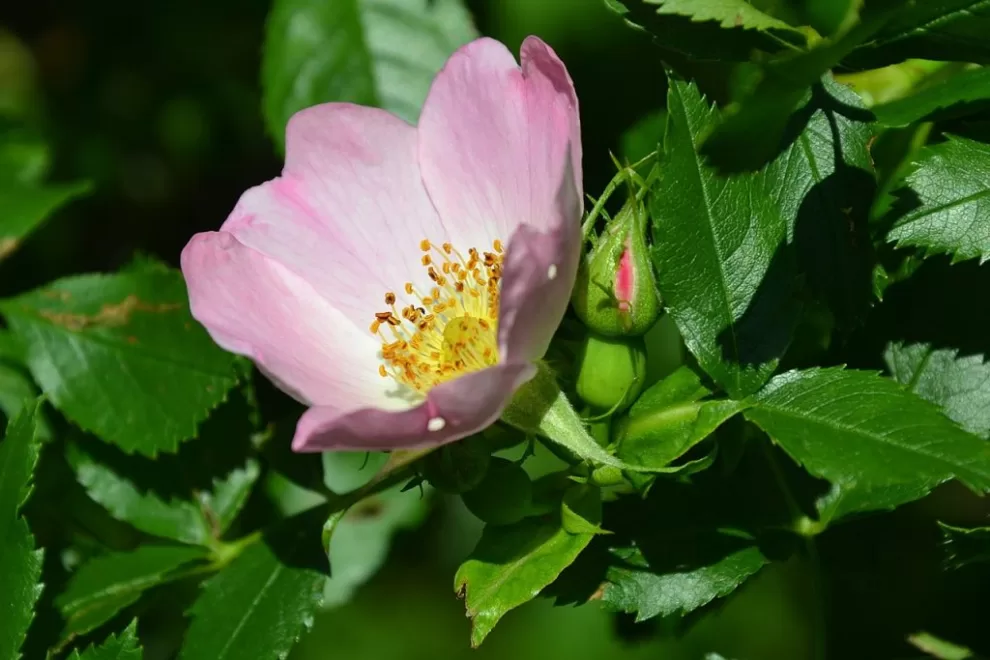 Joanna Boisse Rosa canina 1024x683 1