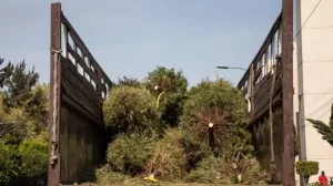 acopio arboles de navidad 3