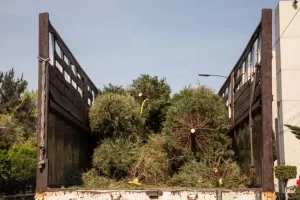 acopio arboles de navidad 3