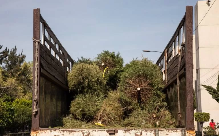 Después de las fiestas: Cómo reducir el impacto ambiental y reciclar tu árbol de Navidad 10 acopio arboles de navidad 3 jpg