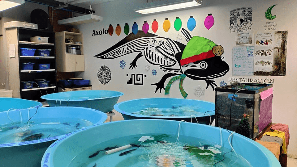 “Campaña Adoptaxolotl 2024 Supera Metas con 700+ Adopciones para Preservar el Ajolote en México” 11 image 1