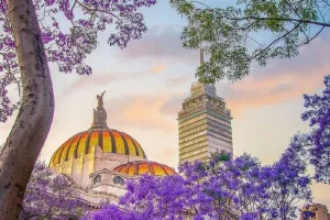 jacarandas decoran calles ciudad mexico 0 282 958 596