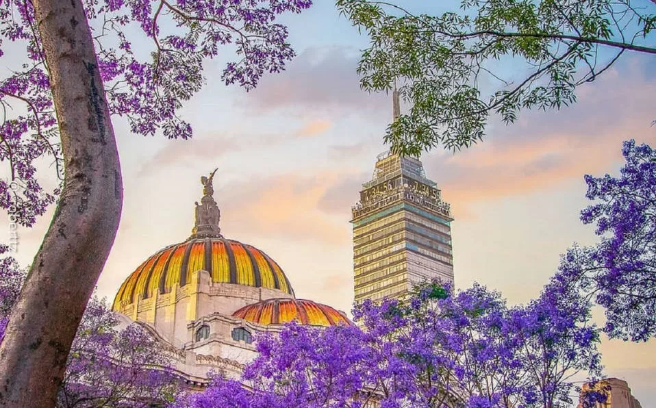 ¿Las jacarandas en CDMX están floreciendo antes de tiempo? Podría ser una señal de alerta 10 jacarandas decoran calles ciudad mexico 0 282 958 596 jpg