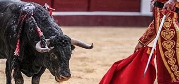 Demandan en el Senado prohibir escuelas taurinas o relacionadas con actos de crueldad animal 10 toroCORRIDA jpg