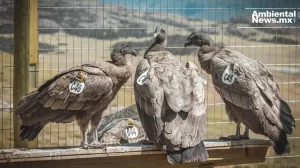 ANWEB Cientificos liberan condores andinos en Chile como parte del Proyecto Manku 1