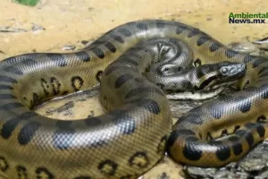 ANWEB Descubren una nueva especie de anaconda verde gigante en la Amazonia