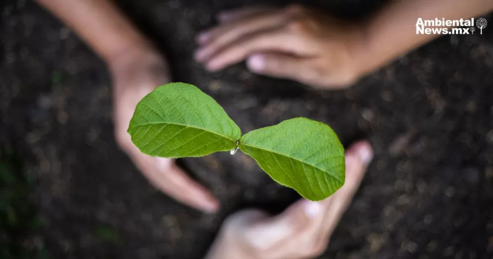Puerto Vallarta busca recuperar su entorno verde