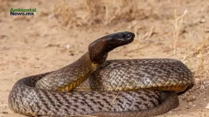 ANWEB Desvelando el Misterio de las Viboras de Pestanas Cinco Nuevas Especies Descubiertas