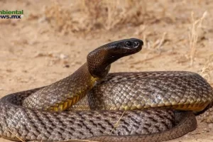 ANWEB Desvelando el Misterio de las Viboras de Pestanas Cinco Nuevas Especies Descubiertas