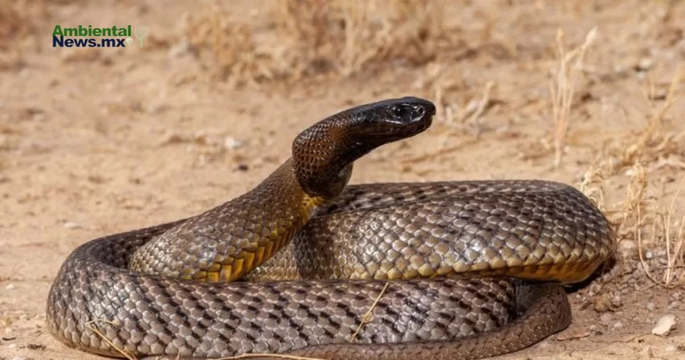 ANWEB Desvelando el Misterio de las Viboras de Pestanas Cinco Nuevas Especies Descubiertas