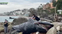 Expertos realizaron la autopsia a la ballena encontrada este sábado.Foto tomada de la página de ECOBAC