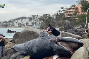 Expertos realizaron la autopsia a la ballena encontrada este sábado.Foto tomada de la página de ECOBAC