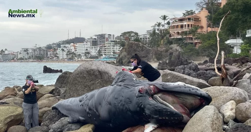 Expertos realizaron la autopsia a la ballena encontrada este sábado.Foto tomada de la página de ECOBAC