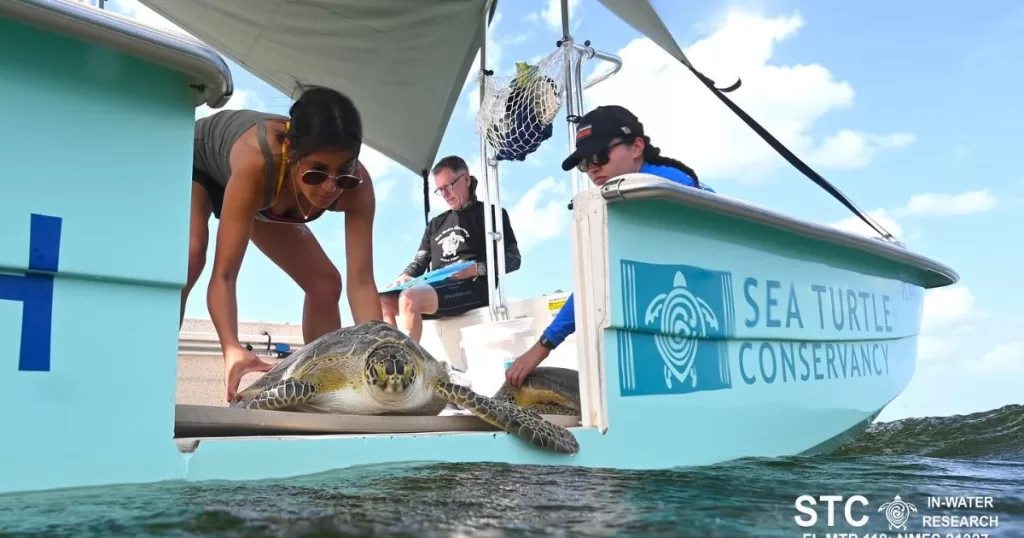 ANWEB Estela Figueroa Lara se une al equipo de investigacion y conservacion de la Sea Turtle Conservancy en Panama 1