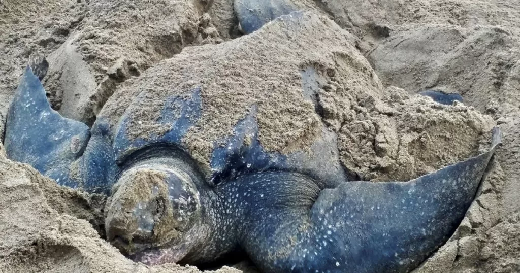 ANWEB Estela Figueroa Lara se une al equipo de investigacion y conservacion de la Sea Turtle Conservancy en Panama 2