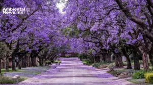 ANWEB Floracion inusual de jacarandas en CDMX despierta preocupacion por cambio climatico