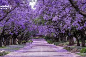 ANWEB Floracion inusual de jacarandas en CDMX despierta preocupacion por cambio climatico