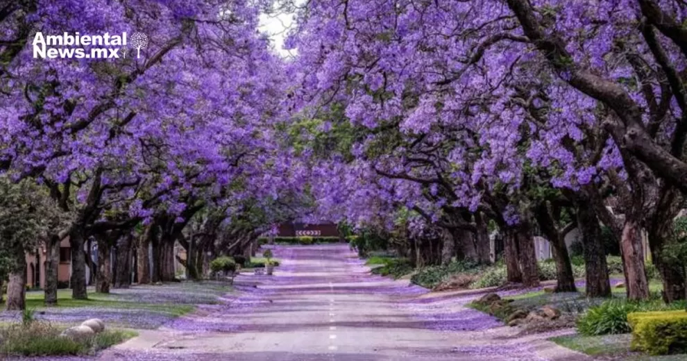 ANWEB Floracion inusual de jacarandas en CDMX despierta preocupacion por cambio climatico