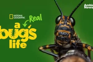 ANWEB Insectos al descubierto National Geographic presenta A Real Bugs Life