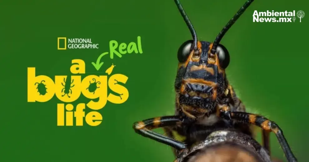 ANWEB Insectos al descubierto National Geographic presenta A Real Bugs Life