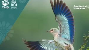 ANWEB ONU Advierte sobre la Grave Amenaza de Extincion para Especies Migratorias