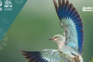 ANWEB ONU Advierte sobre la Grave Amenaza de Extincion para Especies Migratorias