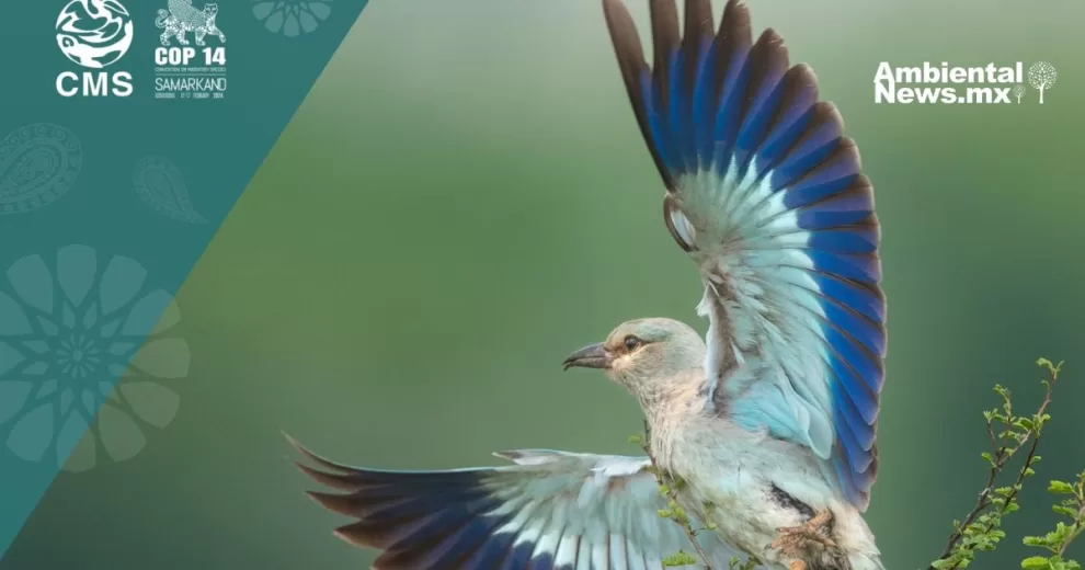 ANWEB ONU Advierte sobre la Grave Amenaza de Extincion para Especies Migratorias