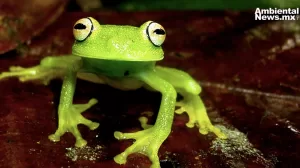 Presentan guía científica sobre ranas y sapos de las zonas andinas