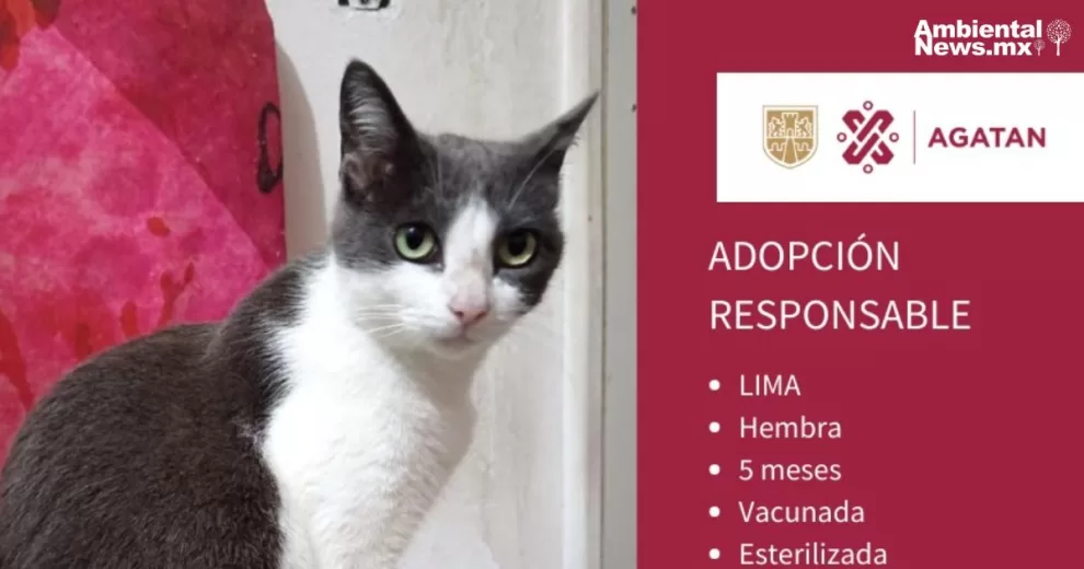 CDMX recibe 9 premios por trabajos ambientales 10 ANWEB agatan