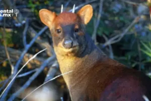 ANWEB Descubren nueva especie de venado enano en Peru Pudu del Norte de Piura