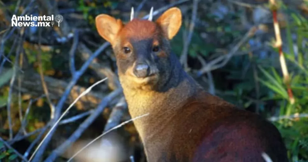 ANWEB Descubren nueva especie de venado enano en Peru Pudu del Norte de Piura