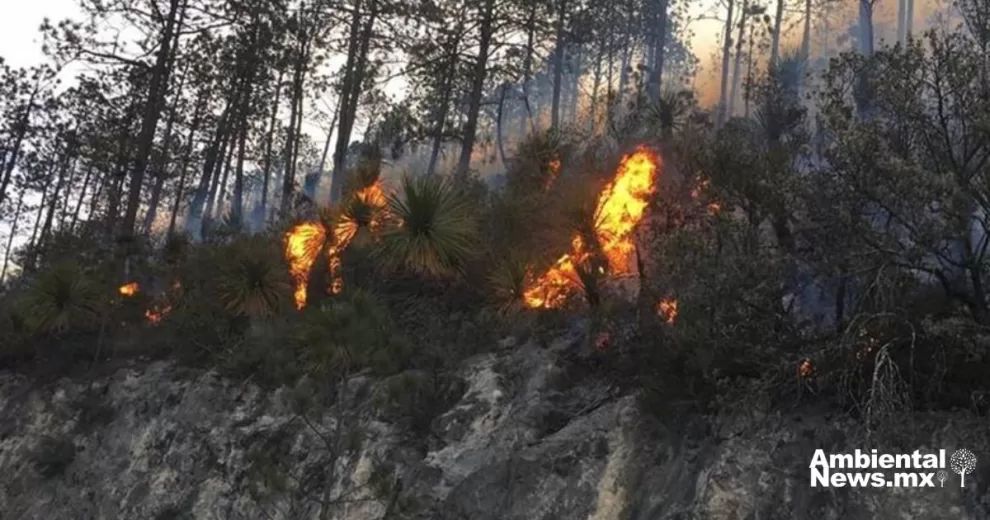ANWEB Emergencia por incendios forestales AMLO Informa sobre la crisis ambiental en Mexico