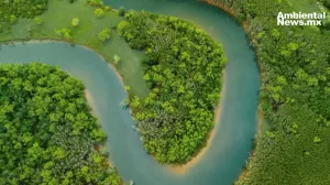 ANWEB Esperanza ambiental Reduccion del 63 en deforestacion en la Amazonia durante primer bimestre