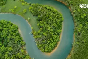 ANWEB Esperanza ambiental Reduccion del 63 en deforestacion en la Amazonia durante primer bimestre