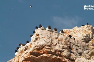 ANWEB Estudio revela intensa actividad nocturna de aves marinas en el Artico