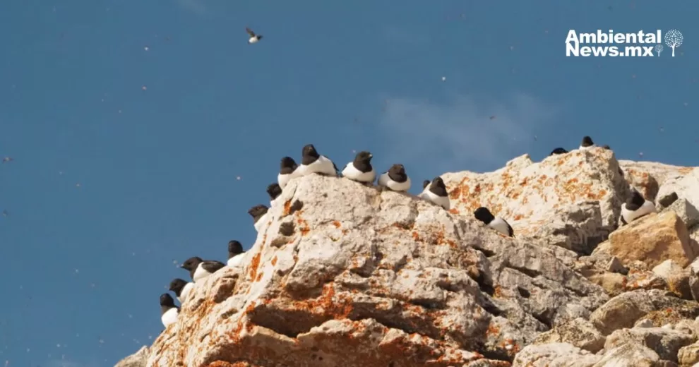 ANWEB Estudio revela intensa actividad nocturna de aves marinas en el Artico