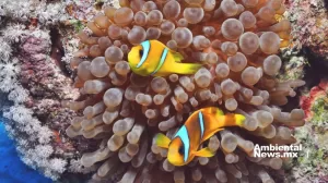 ANWEB Estudio revela interacciones entre anemonas marinas y sus depredadores