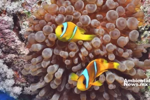 ANWEB Estudio revela interacciones entre anemonas marinas y sus depredadores
