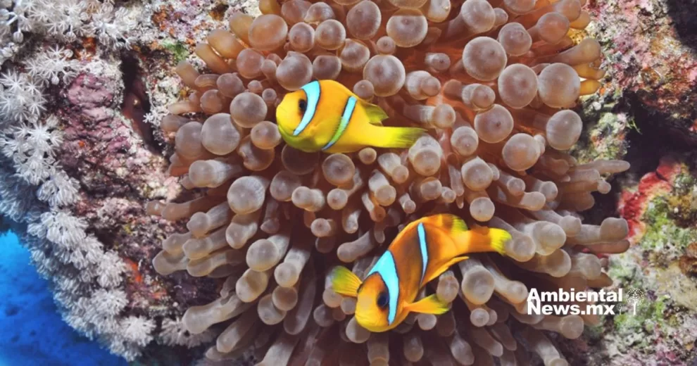 Estudio revela interacciones entre anémonas marinas y sus depredadores 10 ANWEB Estudio revela interacciones entre anemonas marinas y sus depredadores