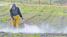 ANWEB Gobierno mexicano retrocede en veto al herbicida