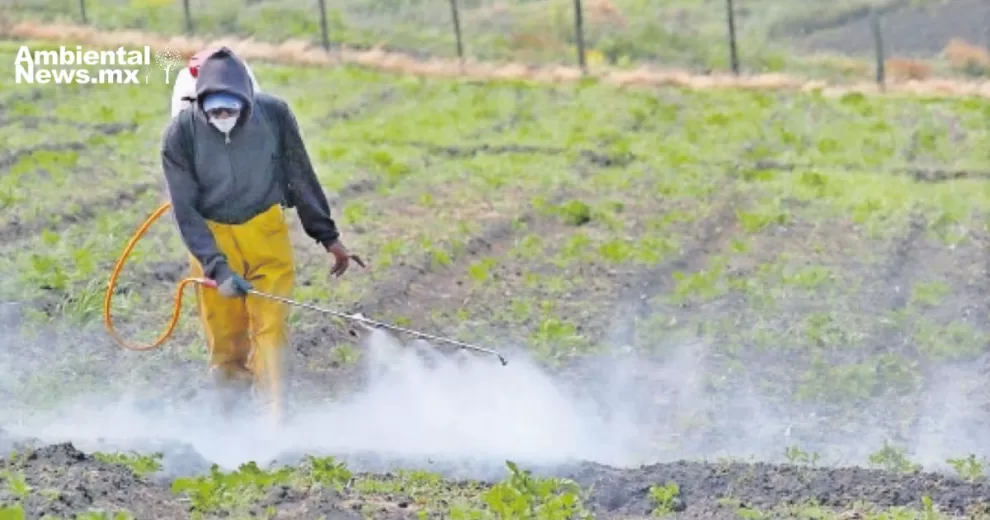 Gobierno mexicano retrocede en veto al herbicida 10 ANWEB Gobierno mexicano retrocede en veto al herbicida