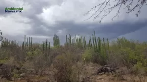 ANWEB Peligro Inminente para los pitayales del sur de Sonora