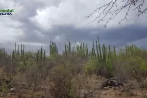 ANWEB Peligro Inminente para los pitayales del sur de Sonora