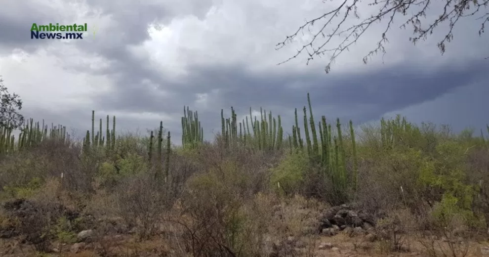 ANWEB Peligro Inminente para los pitayales del sur de Sonora