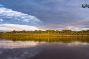 ANWEB Peru pierde mas de 34 millones de hectareas de bosques y selva en dos decadas
