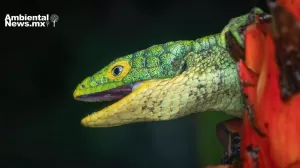 ANWEB Preparan safari fotografico en las montanas de Zongolica Veracruz