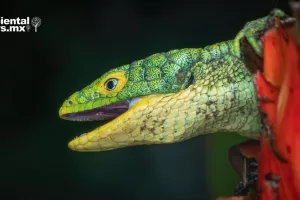 ANWEB Preparan safari fotografico en las montanas de Zongolica Veracruz