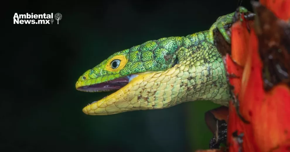 ANWEB Preparan safari fotografico en las montanas de Zongolica Veracruz