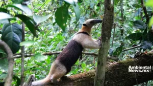 ANWEB Trafico ilegal de flora y fauna silvestre amenaza la biodiversidad en Chiapas